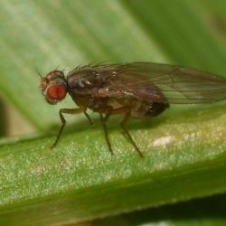 This small fly, as far as we know, is typical of vinegar flies, being short-lived and feeding off rotting matter.