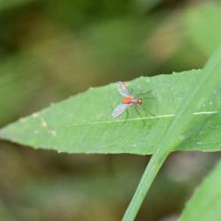 Look closely at this photograph, and you will see that the red bulge is not the insect's abdomen, but a red tick.