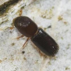 This very small weevil was seen on a Silver Birch tree.