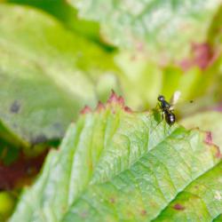 Ensign flies are tiny - about 3 millimetres long, and resemble ants.