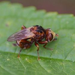 The bright yellow heads of Sicus ferrugineus are conspicuously large with red eyes. 