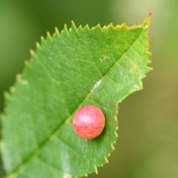 These galls grow on the leaves of the Dog Rose and other wild roses.