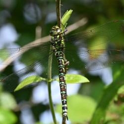 The Southern Hawker is a large, stocky and inquisitive dragonfly.