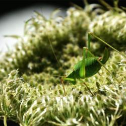 The Speckled Bush-cricket is generally secretive, but may be found from April to November.