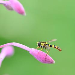 The Long Hoverfly is a small hoverfly with a body that is longer than its wings, but rarely more than a centimetre in length.
