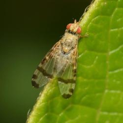 These flies are closely associated with Common Ragwort. Larvae feed on the flowers, creating 'galls'.