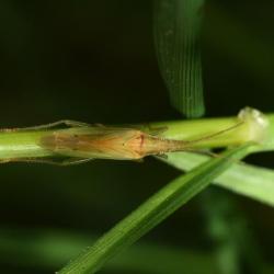 The Stenodema capsid bugs have elongated bodies well adapted to grasses where they live out their lives low down and largely out of sight.