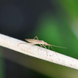 This family of bugs consists of elongated grass bugs.