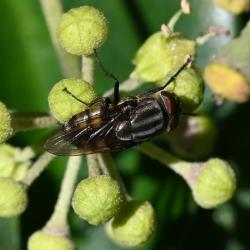 This fly gains its name because its larvae are predatory of the eggs of major African agricultural pests.