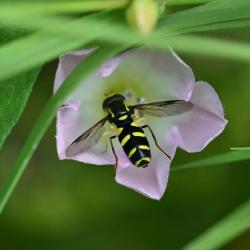 These hoverflies have black bodies with dazzling, day-glow yellow markings and an unusual pair of yellow stripes.