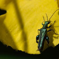 The Swollen-thighed Beetle is a pollen feeder, as is hinted at in this photograph of one on a Pontentilla flower.