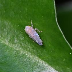 This species is a recent arrival in Britain, being native to south-eastern Europe.