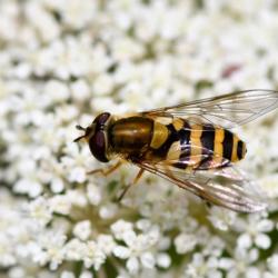 This hoverfly, measuring between 7 and 11mm in length, is a common and abundant species that is found throughout Britain.