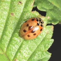 Ten-spot Ladybirds are active from March to October, and are very common throughout Britain.