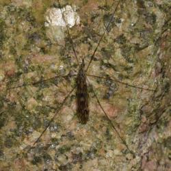 Tipula rufina seen in late March 2025.