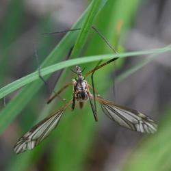 Tipula vernalis is a large cranefly with wings that have a distinctive pattern.