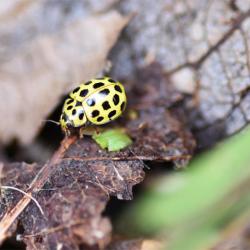 The bright yellow elytra (wing cases) with black spots of the are Twenty-two-spot Ladybird unmistakeable.