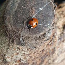 The elytra (wing cases) of this abundant ladybird may be black with red spots or red with black spots.