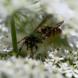 German Wasps are common throughout Britain, especially in the south.
