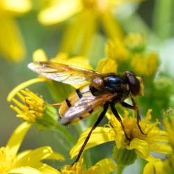 Volucella inanis is one of Britain's larger hoverflies at 12 - 14 millimetres in length.