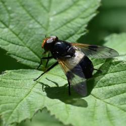 The Pied Plumehorn is a reasonably large insect, with a wingspan of between 10 and 15 millimetres.