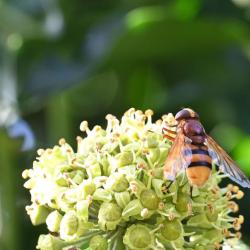 This hoverfly is capable of buzz pollination. Gripping firmly onto petals, it vibrates its large body, releasing pollen.