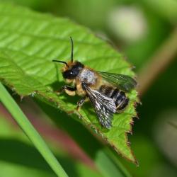 Willughby's Leafcutter Bee (a male) is the commonest leafcutter bee.