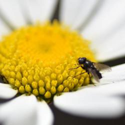 The larvae of these flies are parasitic on woodlice, beetles, spiders and occasionally snails.