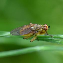 Yellow Dung Flies are mainly carnivorous, and will predate smaller insects, being especially good at catching blow-flies.