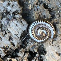 With its shiny grey-black body and its white legs, the White-legged Millipede is one of our most beautiful millipedes.