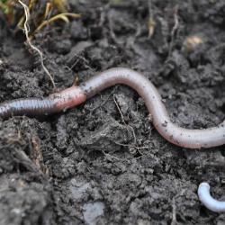 The Grey Worm is a very common endogeic worm that can be distinguished by its pinky-grey colour.