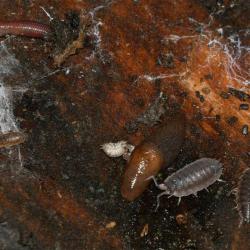 This generally brown-mantled species, the Brown Field Slug, has a short keel at the tail end.
