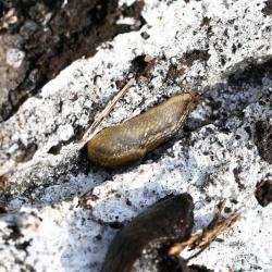 The Brown Soil Slug ranges in colour from brown to grey, sometimes having a green tint, usually having gold speckles on its tubercles (skin bumps/wrinkles).
