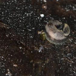 The colour of the Green-soled Slug is extremely variable. Normally it has dark brown-black tentacles and a pale sole, that may have a greenish tinge. 
