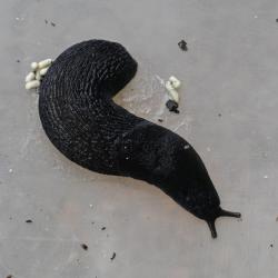 The Large Black Slug is an omnivore that feeds incessantly on plants, fungi, and invertebrates.