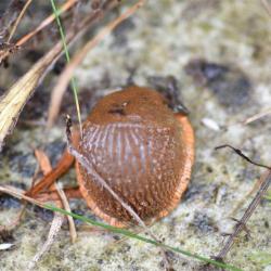 The Large Red Slug is herbivorous and has a range of colour forms (red, black, grey-brown).