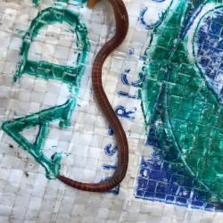 The Red Earthworm is epigeic or anecic, usually reddish-brown or reddish violet, with a yellowish colouration.