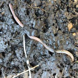 The blue-grey colour of the Blue-grey Worm is distinctive, sometimes with yellow on the end of the tail.