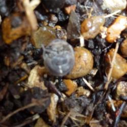 The Common Pill Woodlouse rolls into a ball when threatened, using the armoured plates of its exoskeleton for protection.