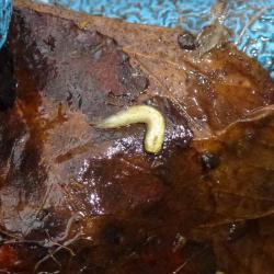 This yellow or greyish-brown species, the Shelled Slug, has a pale foot fringe and sole.  It feeds principally on earthworms.
