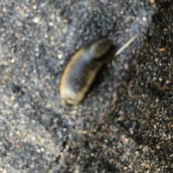 Southern Garden Slugs may be grey or brown with yellow-orange mucus, and dark lateral stripes.