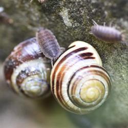 White-lipped Snails have variable markings.