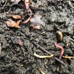 The Black-headed Worm is anecic so makes vertical burrows.  Its pinky-red body is very dark.