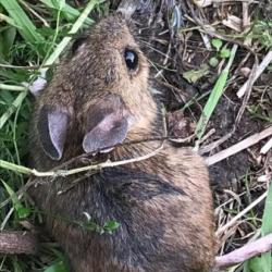 The Wood Mouse has pale grey undersides with a small yellow streak on the chest. 