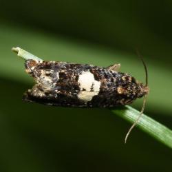 The larvae of Knapweed Bell moths feed on the stems and roots of Common Knapweed.
