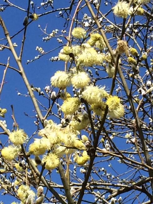 Bees on Goat Willow 19/4/2016