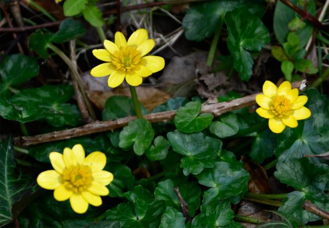  Lesser Celeandine 16.3.2021