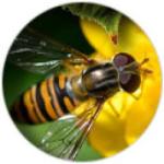 The Marmalade hoverfly (Episyrphus balteatus)
