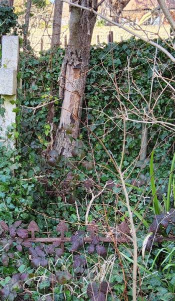 Image of headstone for Jesse Smythe