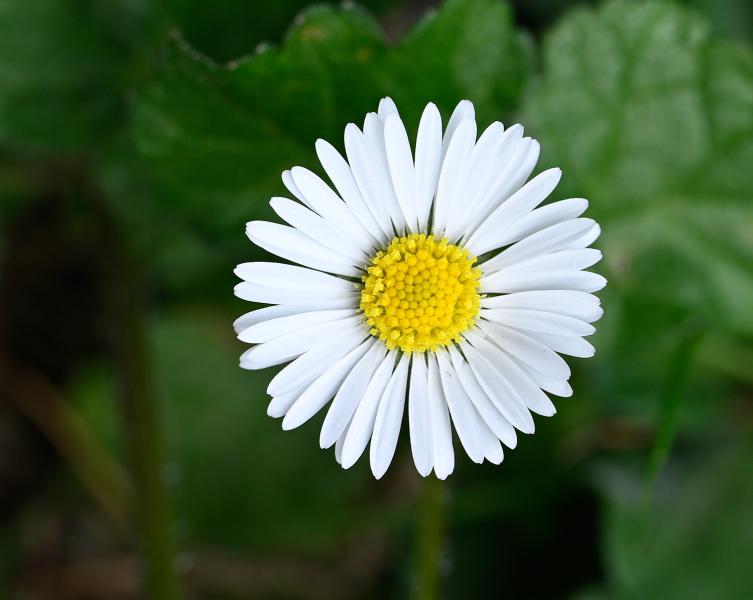 Our native daisy is ubiquitous and instantly recognisable.